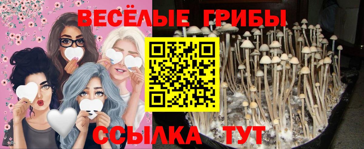 Заречный  Галлюциногенные грибы Psilocybe  Вход с VPN 
